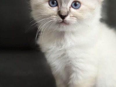 Ragdoll – Warrnambool