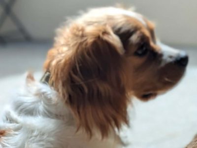 Cavalier King Charles Spaniel – Warrnambool