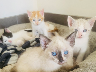 Domestic Medium Hair (DMH) – Shellharbour