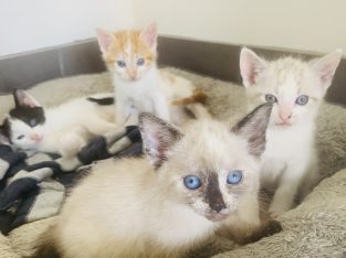 Domestic Medium Hair (DMH) – Shellharbour