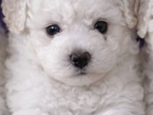 Bichon Frise – Sydney