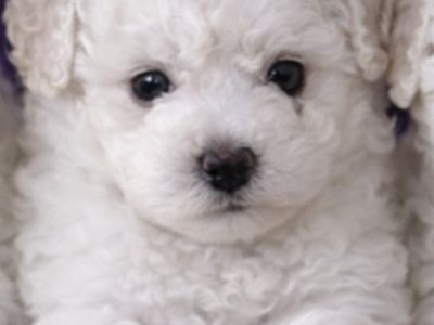 Bichon Frise – Sydney