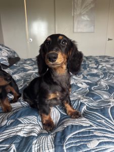 Miniature Dachshund – Bowen