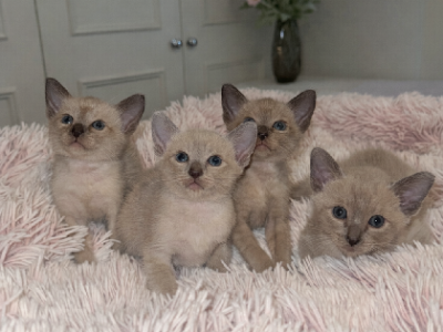 Tonkinese Cat – Bligh Park