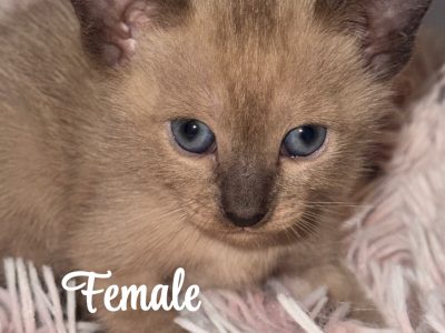 Tonkinese Cat – Hawkesbury