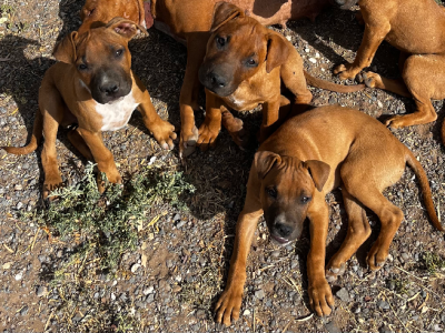 American Staffordshire Bull Terrier – Two Wells