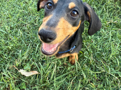 Miniature Dachshund – Hervey Bay
