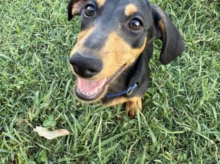 Miniature Dachshund – Hervey Bay
