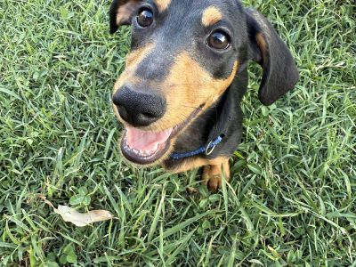 Miniature Dachshund – Hervey Bay