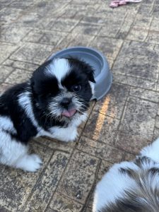 Shih Tzu – Roleystone
