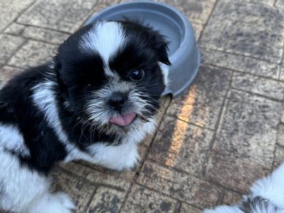 Shih Tzu – Roleystone