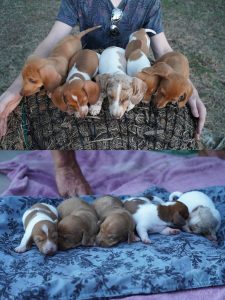 Dachshund – Lockrose