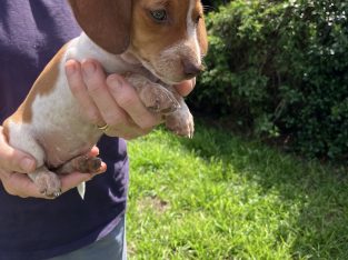 Dachshund – Lockrose