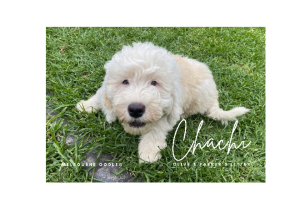 Goldendoodle – Mornington
