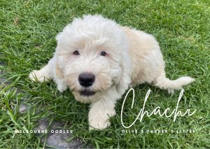 Goldendoodle – Mornington