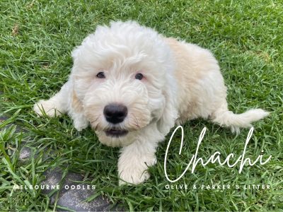 Goldendoodle – Mornington