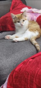 Domestic Short Hair (DSH) – Wiley Park