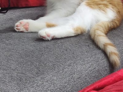 Domestic Short Hair (DSH) – Wiley Park