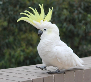 Parrots – Exotic parrots