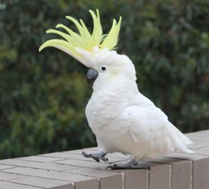 Parrots – Exotic parrots