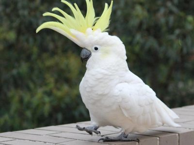 Parrots – Exotic parrots