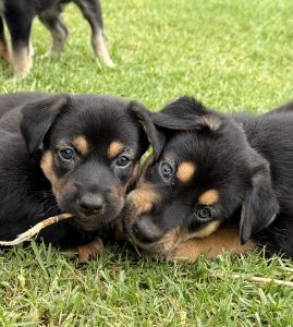 Australian Kelpie – Galston