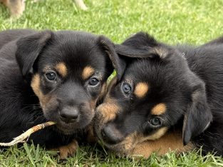 Australian Kelpie – Galston