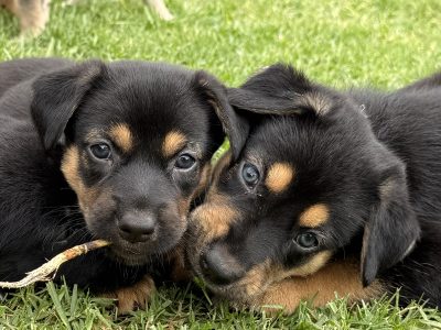 Australian Kelpie – Galston