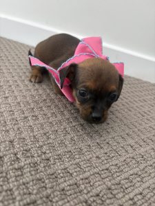 Dachshund – Calamvale