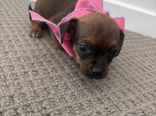 Dachshund – Calamvale