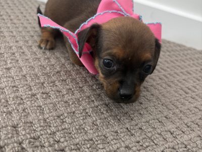 Dachshund – Calamvale