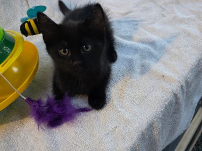 Domestic Short Hair (DSH) – Rosalie Plains