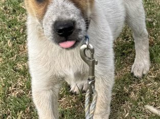 Australian Cattle Dog – Stanthorpe