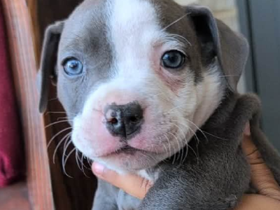 American Bulldog – Ellenbrook