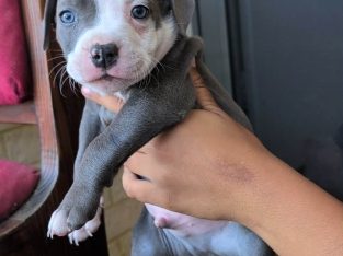 American Bulldog – Ellenbrook