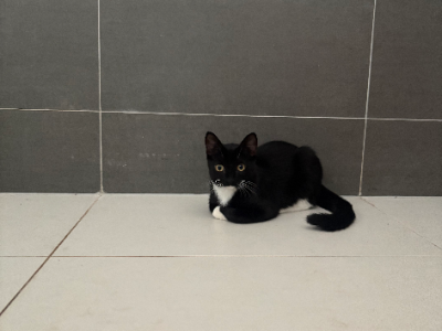 Domestic Short Hair (DSH) – Cedar Vale