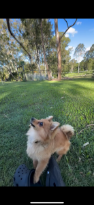Dogs – Tamborine