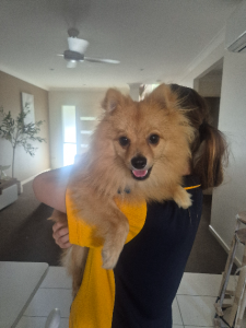 Pomeranian – Cannonvale