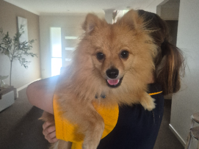 Pomeranian – Cannonvale