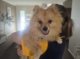 Pomeranian – Cannonvale