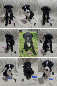 Australian Kelpie – Kristie