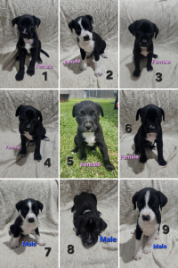 Australian Kelpie – Kristie