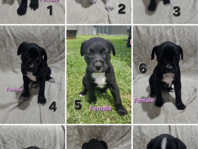 Australian Kelpie – Kristie