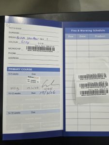 British Shorthair – zein daoui