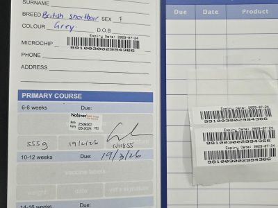 British Shorthair – Arncliffe