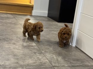 Bichoodle – caroilne