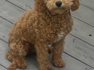 Cavoodle – Dural