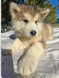 Alaskan Malamute – Thomastown