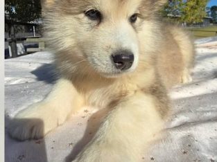Alaskan Malamute – Thomastown