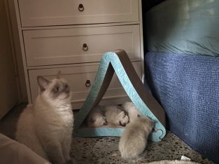 Ragdoll – Labrador